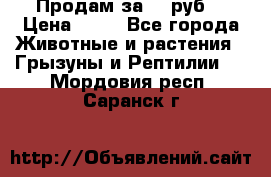 Продам за 50 руб. › Цена ­ 50 - Все города Животные и растения » Грызуны и Рептилии   . Мордовия респ.,Саранск г.